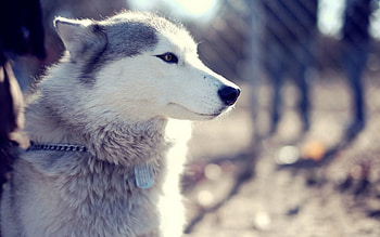 Animals, Sit, Dog, Muzzle, Husky, Haska, Wool, Collar HD wallpaper
