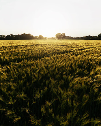 Wheat field, sunset, green HD phone wallpaper