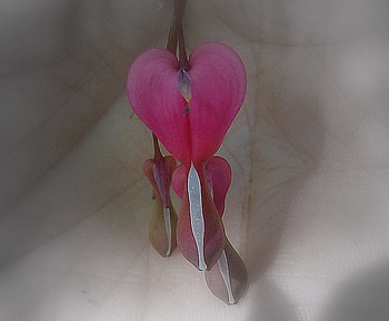 Bleeding heart, garden, nature, flower HD wallpaper