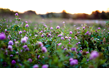 Nature, Flowers, Clover HD wallpaper