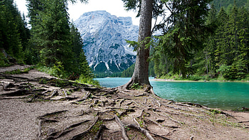 rooted tree near the dolomites, river, roots, tree, mountain HD wallpaper