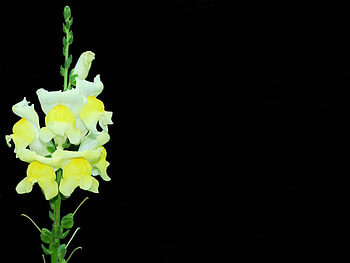 Plants, Flowers HD wallpaper