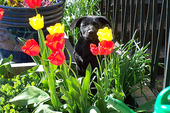 Dog among tulips, dog, tulip, black, flower HD wallpaper