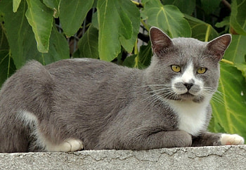 Cat with green eyes, color, expression, , cat, new HD wallpaper