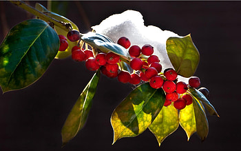 Holly Tree, Winter holly , Nature's canvas, Landscape charm HD wallpaper