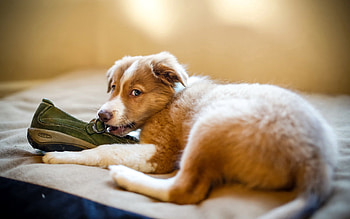 Animals, Dog, Playful, Puppy, Boot HD wallpaper