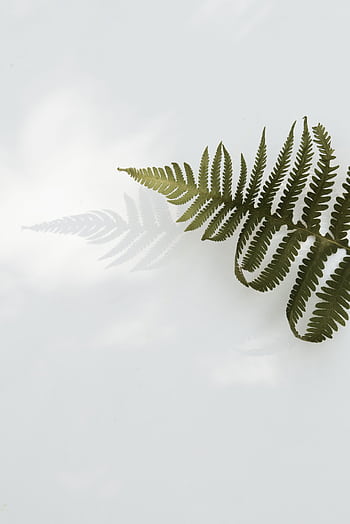 A delicate fern leaf casting a shadow on a minimalist white background, ideal for nature-themed designs. HD phone wallpaper