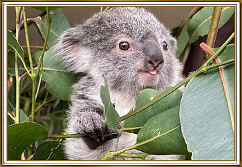 CUTE KOALA, NATURE, CUTE, KOALA HD wallpaper