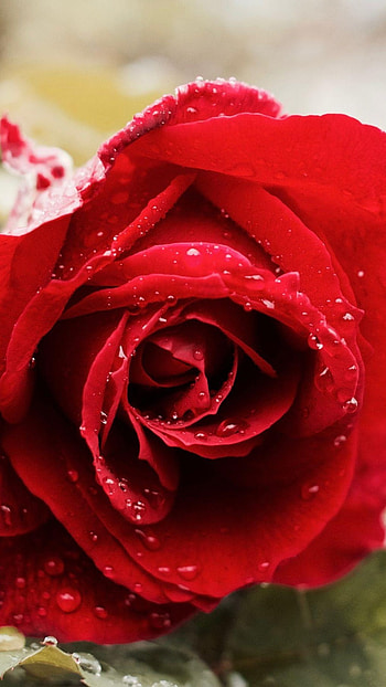 Beautiful Rose, Red Flower HD phone wallpaper