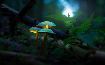 Mushroom, nature, graphy, fungi HD wallpaper