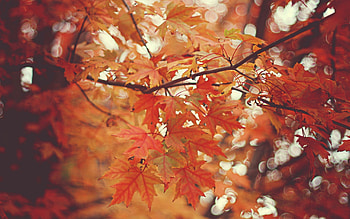 Autumn, Leaves HD wallpaper