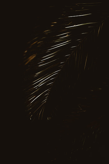 Plant, Dark, Palm, Sheet, Leaf HD phone wallpaper