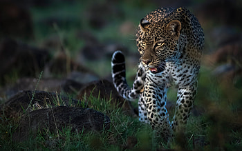 Leopard, animal, cat, big cat HD wallpaper