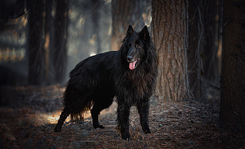 Belgian Shepherd, Top , , backgrounds HD wallpaper