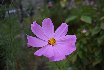 Pink cosmos, bright flower, bloom HD wallpaper