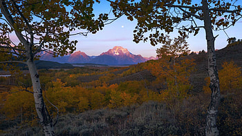Fall color framing Mount Moran at sunrise in Grand Teton National Park, WY, usa, wyoming, leaves, landscape, trees, sky HD wallpaper