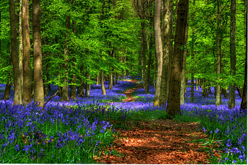 Forest-R, blue, great, graphy, colors, spring, walk, beauty, nice, scenery, season, trees, amazing, road, path, landscape, r, beautiful, pretty, green, cool, nature, lovely, forest, harmony HD wallpaper