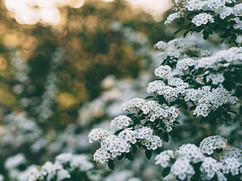 Flowers, Bush, Bloom, Flowering, Branch, Spring HD wallpaper
