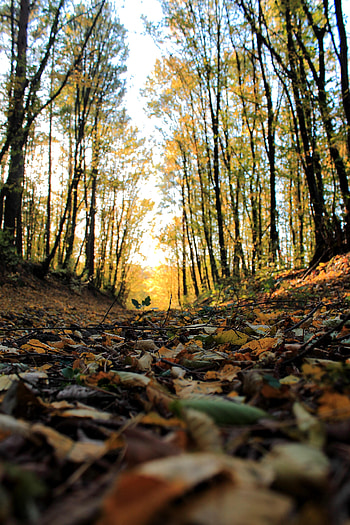 Nature, Trees, Forest, Branches, Leaf, Leaflet HD phone wallpaper