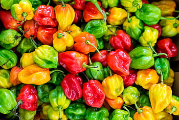 A colorful close-up of fresh habanero peppers showcasing a variety of reds, yellows, and greens. HD wallpaper