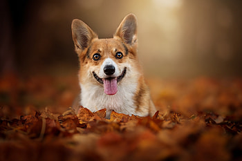 Corgi, animal, dogs, puppy HD wallpaper