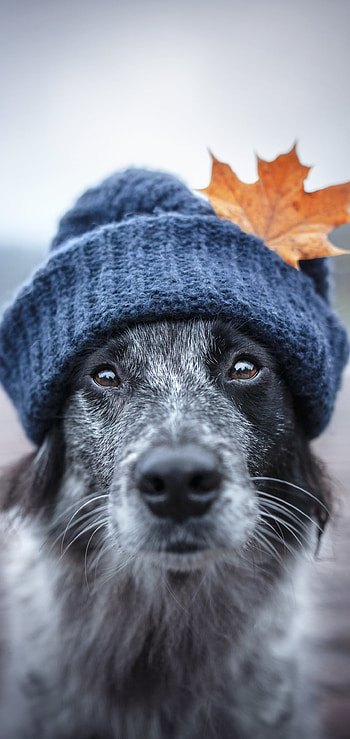 hat, Animal, border collie HD phone wallpaper