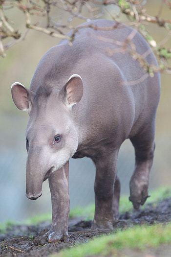 Tapir Brazilian, Pretty animal, Tapir, Animal HD phone wallpaper
