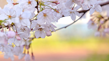 Plants, Flowers HD wallpaper