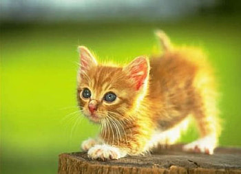 Kitten, cute cat, cat, cute kitten HD wallpaper