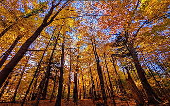 Autumn in Toronto, trees, sky, leaves, canada HD wallpaper