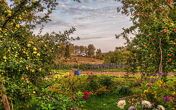 Summer Orchard, Fields, Orchards, Flowers, Apples, Nature HD wallpaper