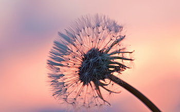 Plants, Flowers, Dandelions HD wallpaper
