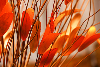 Nature, Leaves, Flower, Plant HD wallpaper