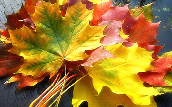 Yellow leaves, Vivid colors, Fall foliage, Natural beauty HD wallpaper