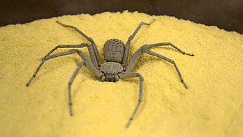 Six Eyed Sand Spider, six, eyed, spider, sand HD wallpaper