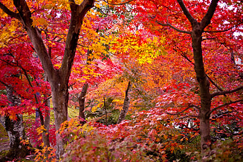Types of maple trees, Tree varieties, Nature's wonders, Educational resource HD wallpaper