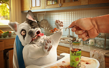Again?!, dog, funny, food, hand HD wallpaper