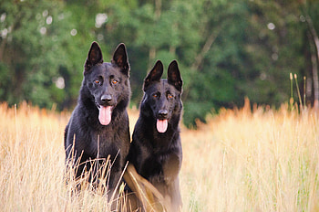 Black German Shepherd, Cute Dogs HD wallpaper
