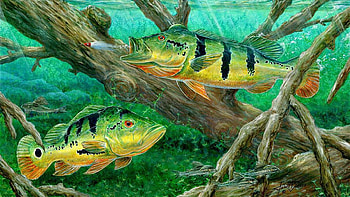 bass-fishing---9 HD wallpaper