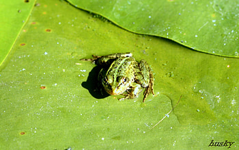 Animals, Frogs HD wallpaper
