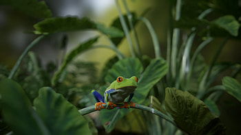 Artstation's wonders, Red Eye Tree Frog, CG artists' prowess, Creative amphibian HD wallpaper