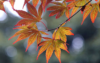 Autumn Leaves, autumn, leaves, Germany, tree HD wallpaper