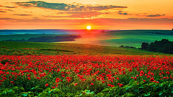 Poppy fields at sunset in Tuscany, blossoms, landscape, clouds, colors, italy, flowers, sky, sun HD wallpaper