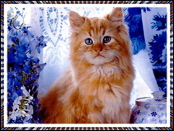 My name is Rex, animal, kitten, cat, pet HD wallpaper