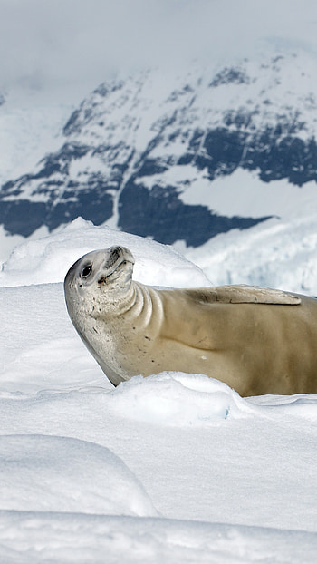 Smiling seal , Crabeater seal in snow, Sunny day beauty, Adorable animal HD phone wallpaper