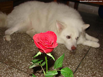 BEAUTIFUL ROSE AND DOG, dog, rose, white, red HD wallpaper