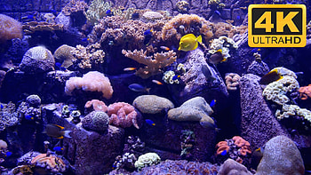 Full Size of Fish Tank um Screensaver And Tv Youtube Maxresdefault Crawler aquarium ... HD wallpaper