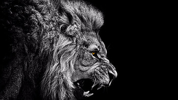 Black and White Lion | HD wallpaper