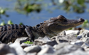 Baby crocodile, and mobile backgrounds, Cute reptilian charm, Animal HD wallpaper