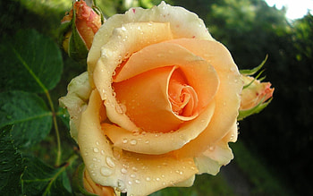 Leaves, Flower, Macro, Rose Flower, Rose, Petals, Bud HD wallpaper